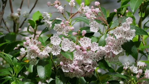 Closeup of mountain laurel blooms with stream in the background Stock Footage 333866672