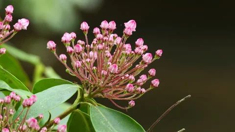 Closeup of Mountain Laurel flower buds Stock-Footage 307446979