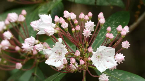 Closeup of Mountain laurel flowers Видео 239543815