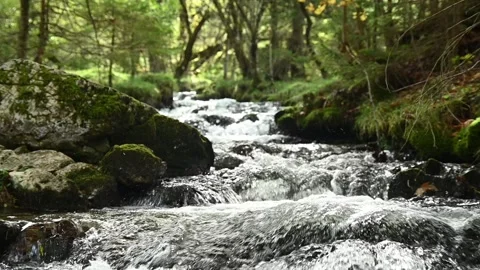 Closeup of a mountain stream in an autumn forest, slow motion Stock Footage 288149891
