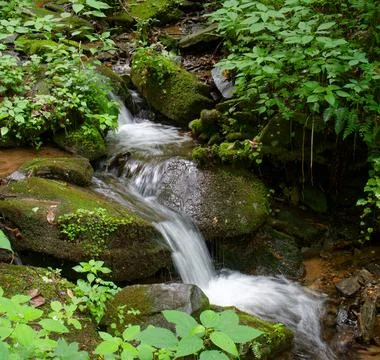 Closeup of mountain stream surrounded by lush vegetation Foto stock