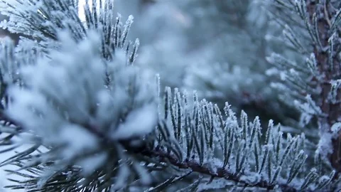 Closeup moving shot of pine needles covered with hoar. Blur forest background Video stock 75002957
