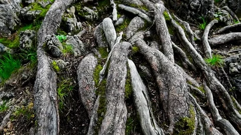 Closeup moving shot of tree roots Stock Footage 77744604