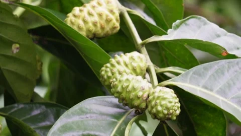 Closeup of the mulberries on its branches Stock-Footage 316234524