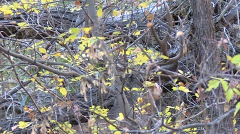Closeup of Mule Deer Buck's Antlers in Thick Woods Stock Footage 49656648