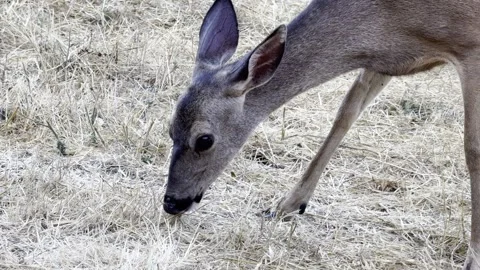 Closeup of mule deer doe feeding on grasses Stock Footage 322551515