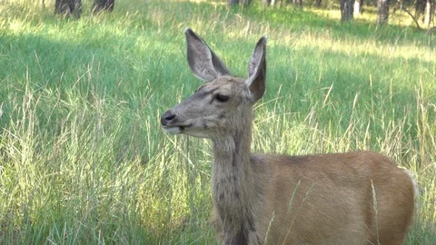 Closeup of Mule Deer Doe who ends up running and chasing another deer away Stock Footage 111739856