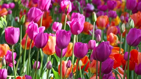 Closeup of multi-colored field of tulip flowers Stock Footage 305599436