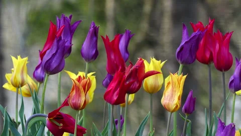 Closeup of multi-colored field of tulip flowers Stock-Footage 305599438