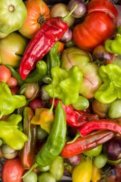 Closeup of multi-colored organic vegetables: paprika, tomatoes, and herbs. He Stock Photos