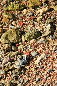Closeup of multicolored beach pebbles, small stones, and natural gravel tex.. 库存照片