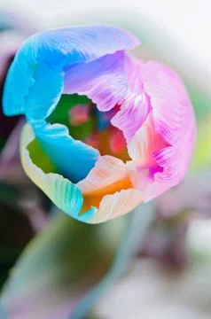 Closeup of multicolored tulip 스톡 사진