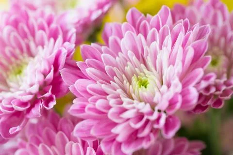 Closeup of multiple Pink Flowers Stock Photos