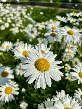 Closeup of multiple white daisy flowers Stock Photos