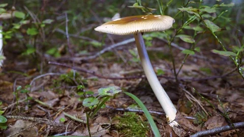 Closeup of a mushroom in the forest Video stock 94427656