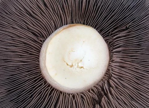 Closeup of a Mushroom Stock Photos