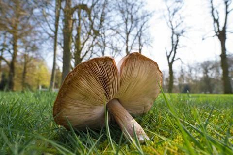 Closeup of a mushroom Stock Photos