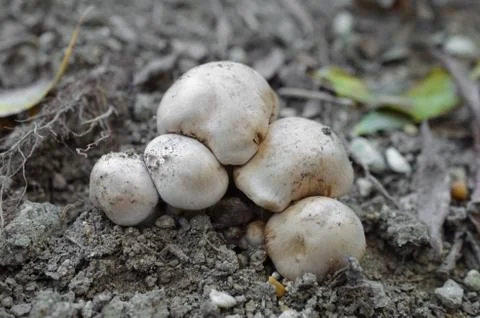 Closeup of mushrooms Foto stock