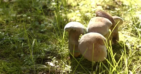 Closeup of mushrooms in the summer 動画素材 247142824