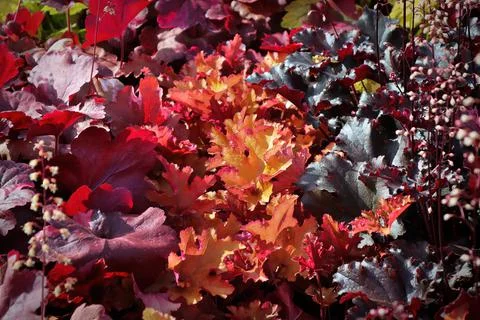 Closeup of mutliple colored coral bell plants Stock Photos