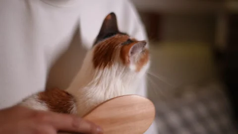 Closeup muzzle of adorable beautiful cat enjoys being pet owner brushing wool Video stock 255125675