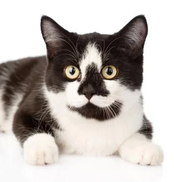 Closeup muzzle cat. isolated on white background Stock Photos