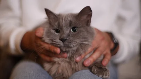 Closeup muzzle of cat, unrecognizable owner holding on knee cat and petting neck Stock Footage 255125178