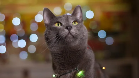 Closeup muzzle of charming cat wearing xmas colorful garland on blurred Video stock 255126134