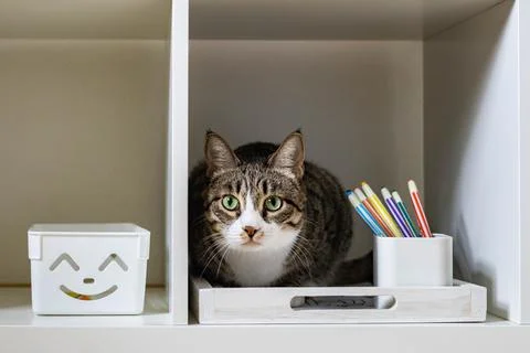 Closeup muzzle of cute funny cat sitting in cupboard shelf relaxing spending Stock Photos