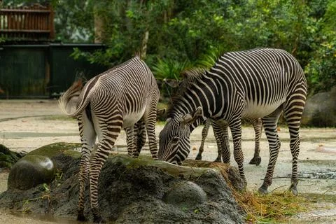 Closeup of muzzle of cute wild zebra with striped fur standing in nature Stock Photos