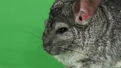 Closeup of muzzle of gray chinchilla on green screen background Stock Footage