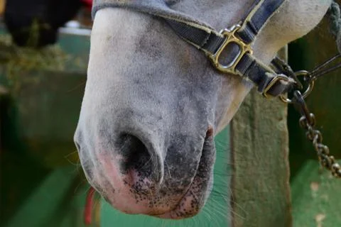 Closeup muzzle of white horse Stock Photos