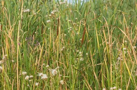 Closeup of narrowleaf cattail with selective focus on foreground Foto stock