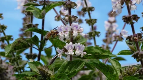 Closeup Of Native Australian Bee Collecting Nectar From Holy Basil Flowers In Stock Footage 312197807