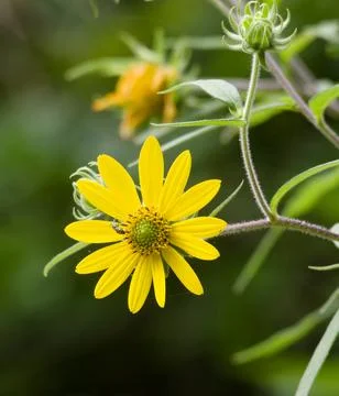 Closeup of native common sunflower Stock-Fotos