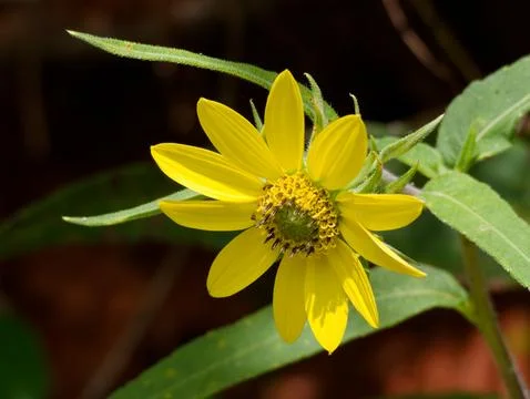 Closeup of native common sunflower Fotos Stock