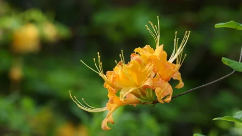 Closeup of native flame azalea flowers Stock Footage 238862083
