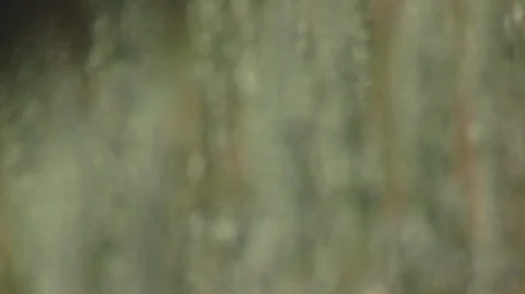 Closeup of Native Grasses in Montana Stock Footage 93090403