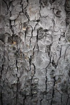 Closeup of natural pine bark Stock Photos