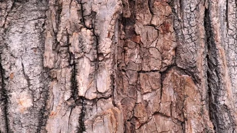 Closeup of natural texture of bark of tree trunk in forest. abstract background. Stock Footage 229780408