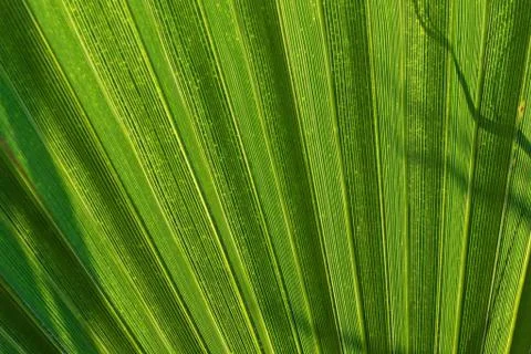 Closeup natural texture pattern of palm leaf Stockfoto's