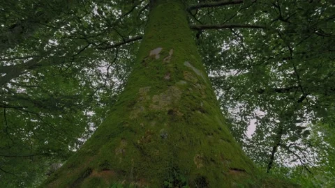 Closeup natural tree trunk covered by moss with amazing green leaves on top wood Stock Footage 148157188