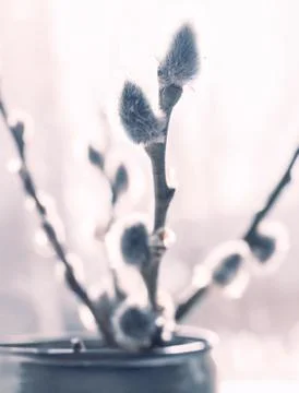 Closeup of natural wild simple tree twigs as cute shabby chic decoration Stock Photos