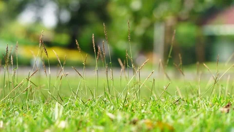 Closeup nature grass flower on ground Stock Footage 101335426