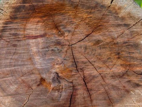 Closeup nature surface texture style of wooden Stock Photos