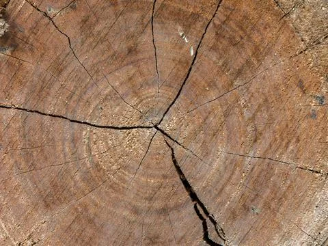 Closeup nature surface texture style of wooden Stock Photos