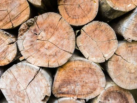 Closeup nature surface texture style of wooden Foto stock