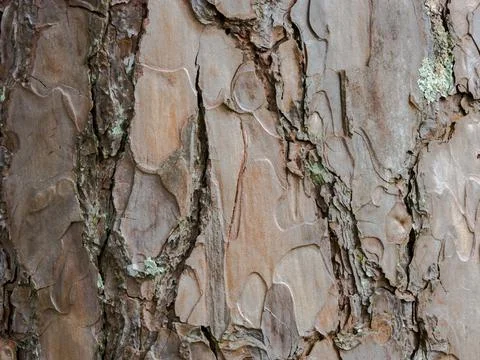 Closeup nature surface texture style of wooden Stock Photos