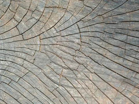Closeup nature surface texture style of wooden Stock Photos