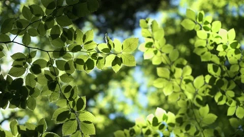Closeup nature view of green beech leaf on spring twigs Stock Footage 157584005